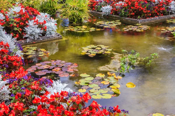 Pequeño estanque, cubierto de flores — Foto de Stock