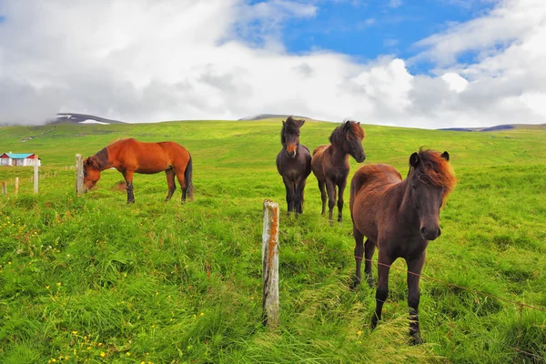 Cavalli ben curati in un prato — Foto Stock