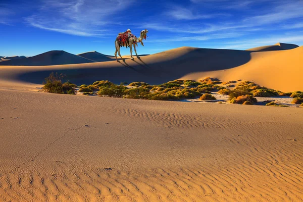 Camelo com arnês no deserto arenoso — Fotografia de Stock