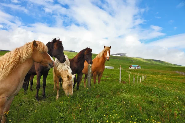 Cavalli al pascolo in campo — Foto Stock