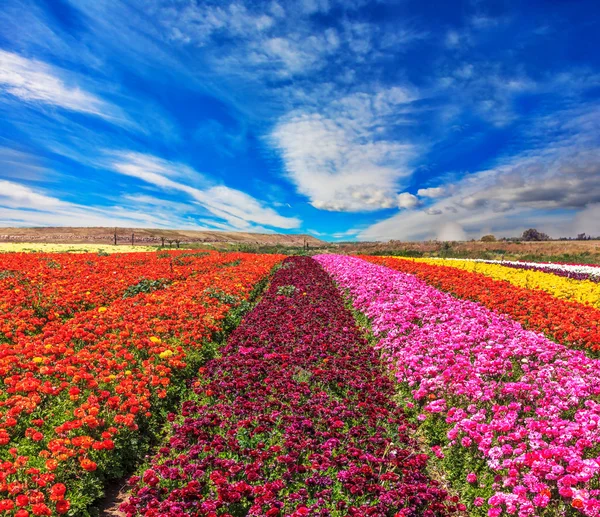 Magnificent kibbutz field — Stockfoto