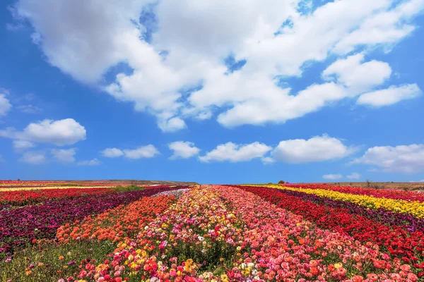 Field of multi-colored flowers — Stock Photo, Image