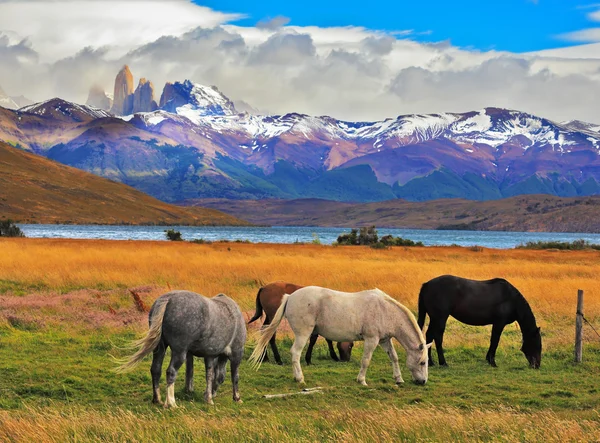 湖拉古娜 Azul 和放牧马匹 — 图库照片
