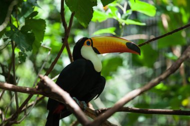 Toco toucan in tropics