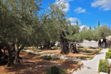 Ancient  garden of Gethsemane clipart