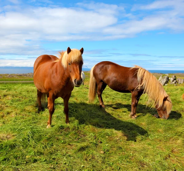 Two Icelandic horses on a free pasture — стокове фото