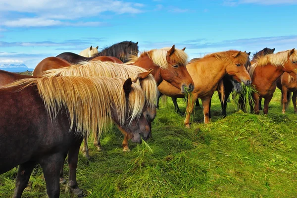 Herde isländischer Pferde — Stockfoto