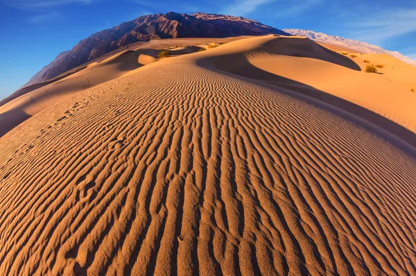 Deserto em mesquite plana — Fotografia de Stock