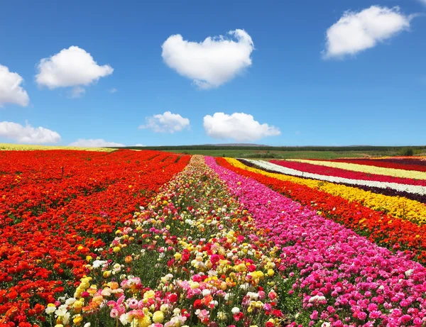 Kibbutz flower fields — ストック写真