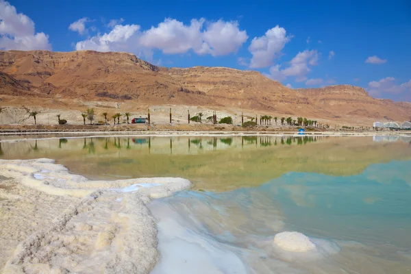 Along the shore with palm trees — 스톡 사진