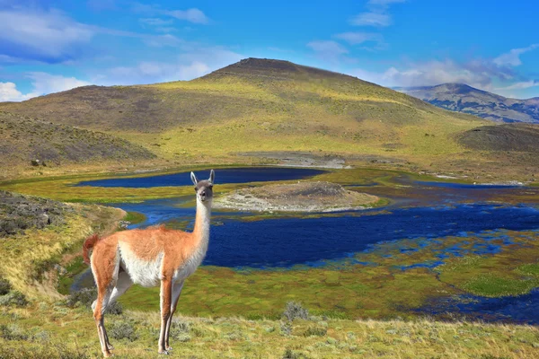 The charming guanaco on the shore — Stock Photo, Image