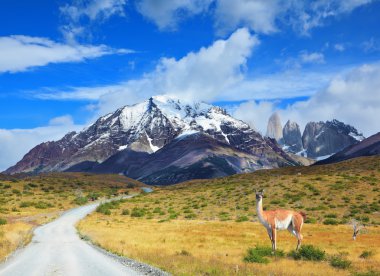 On dirt road is worth guanaco