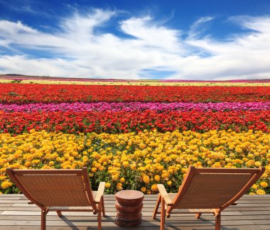Two chaise lounges at flower field