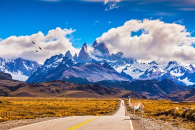 On the road is  graceful guanaco