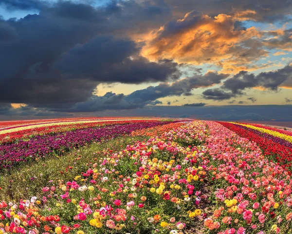 Ranunkeln blühender Garten — Stockfoto