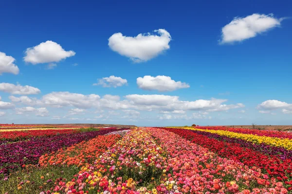 Különböző színű virágok — Stock Fotó