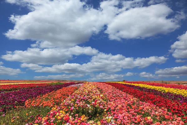 Field of multi-colored decorative flowers — Stockfoto