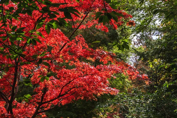 Blooming red flowers tree — 图库照片