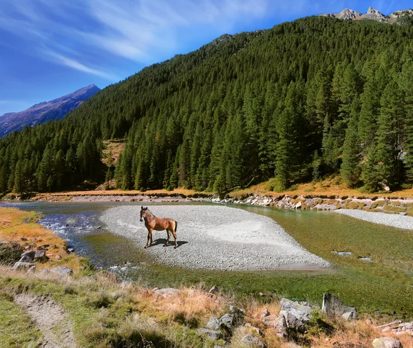 Hermoso caballo de granja —  Fotos de Stock