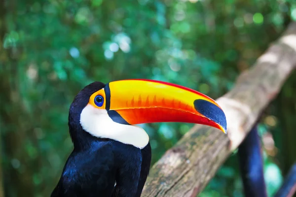 Large bird with huge yellow beak — 图库照片