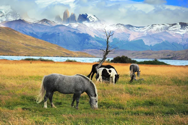 Cavalos brancos e pretos no prado — Fotografia de Stock