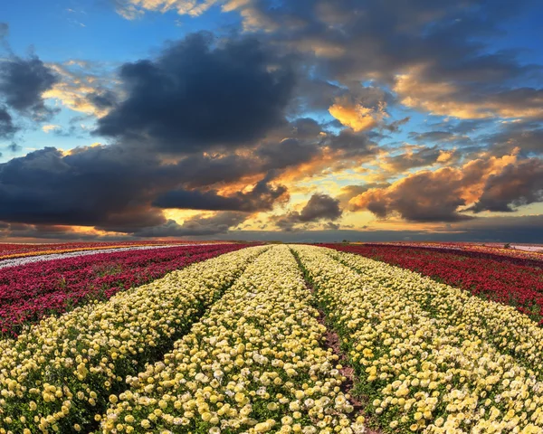 The field of yellow and red flowers — Zdjęcie stockowe