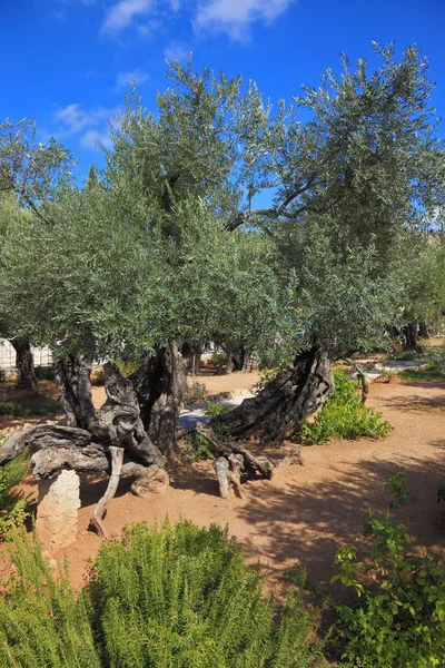 Location prayer of Jesus in Jerusalem — Stockfoto