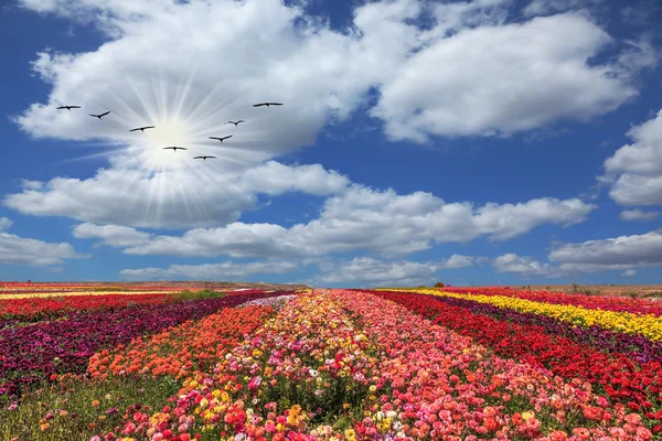 Blumen wachsen Streifen in verschiedenen Farben — Stockfoto