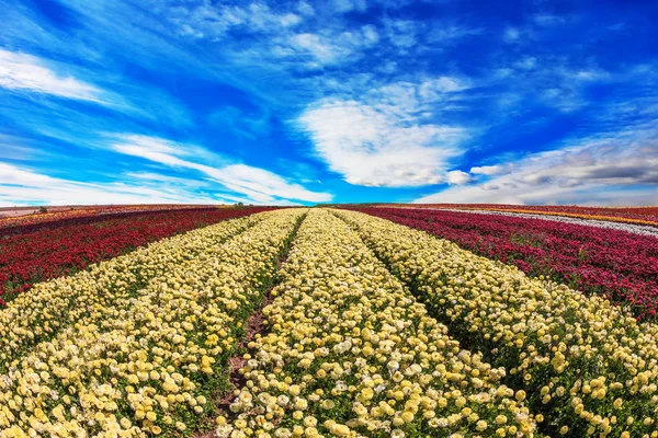 As flores amarelas e vermelhas — Fotografia de Stock