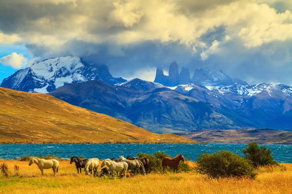 Mandria di mustang sulla riva del Laguna Azul — Foto Stock