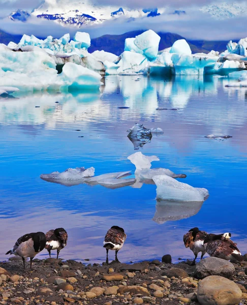 Birds on the shore of the lagoon — Stockfoto