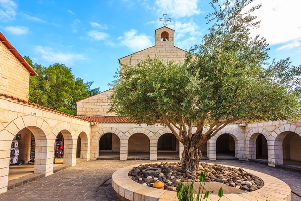 Zeytin ağacı ile yuvarlak yatak — Stok fotoğraf