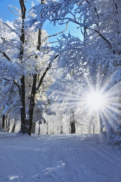 Weihnachten sonniger Morgen. — Stockfoto