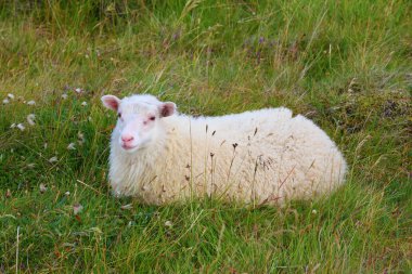 White Icelandic sheep resting