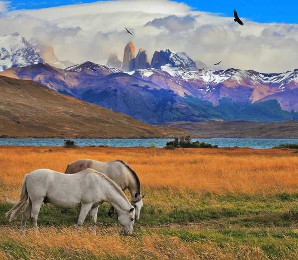 Cavalos de pastagem em terra — Fotografia de Stock