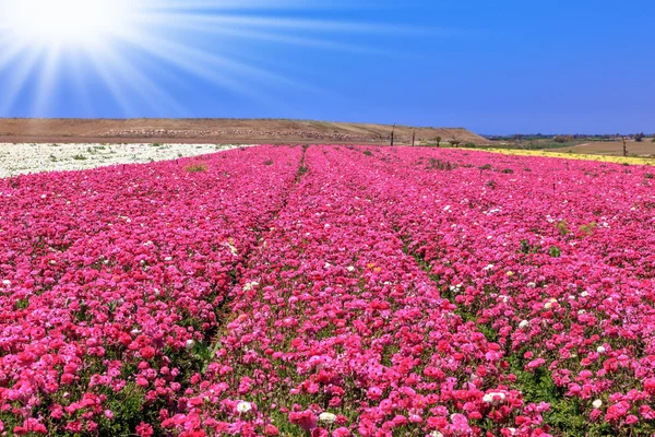 Campos infinitos de flores roxas — Fotografia de Stock