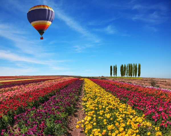 Field of colorful blooming buttercups — Stockfoto