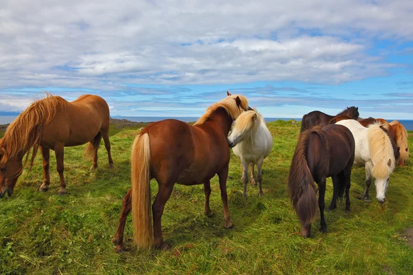 Güzel İzlandalı atlar — Stok fotoğraf