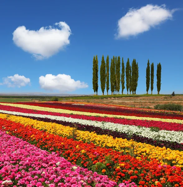 Field of multi-colored decorative buttercups — Stock Photo, Image