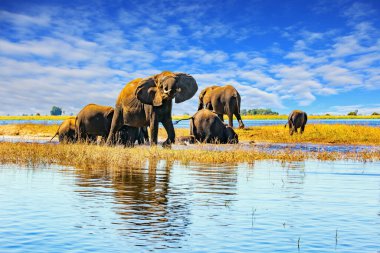 Hayvan suya gider. Chobe Nehri. Fil sürüsü devlet koruması altında parkta yaşıyor. Chobe Ulusal Parkı Botswana 'daki en eski ulusal parktır. Afrika 'ya egzotik yolculuk
