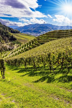 Almanya. Ren tepelerindeki Kappelrodeck kasabası. Güneşli güzel bir gün. Sıralar halinde iyi döşenmiş üzüm bağları bile Ren tepelerinde resmedilmiş durumda. Olgun üzüm demetleri.