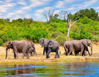 Suyun kenarında dans eden güzel bir fil. Afrika 'daki en büyük vahşi hayvan konsantrasyonu. Büyük bir fil sürüsü resim parkında yaşıyor. Chobe Nehri. Afrika 'ya egzotik yolculuk.