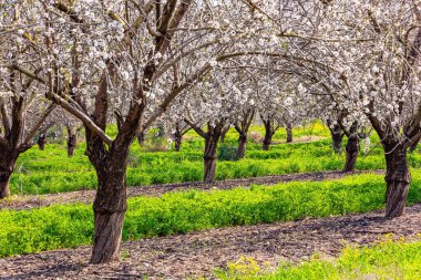 Badem korusu çiçek açtı. İsrail 'de bahar. Narin beyaz ve pembe çiçekler baharın gelişini müjdeler. Ağaçların arasında yemyeşil çimenler yetişir.. 