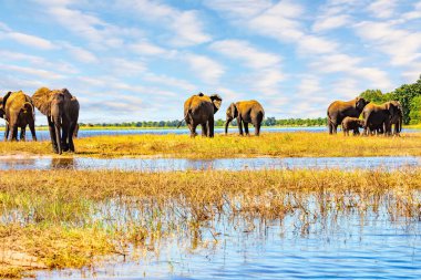 Kocaman bir fil sürüsü. Chobe Nehri, Zambezi Nehri 'nin kolu. Botswana 'daki Chobe Ulusal Parkı. Afrika ve dünyadaki en büyük vahşi hayvan konsantrasyonu.. 