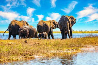 Chobe Ulusal Parkı Botswana 'daki en eski ulusal parktır. Kurak mevsimde binlerce fil sürüsü Chobe Nehri 'nin kıyısında toplanır. Afrika 'ya egzotik yolculuk.