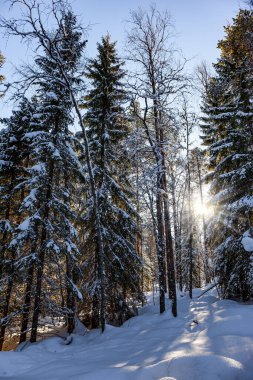 Finlandiya. Kuzey Kutbu 'nda kış. Laponya 'da günbatımı. Kutup ormanı yeni yıl karıyla kaplı. Sihirli kuzey toprakları. 