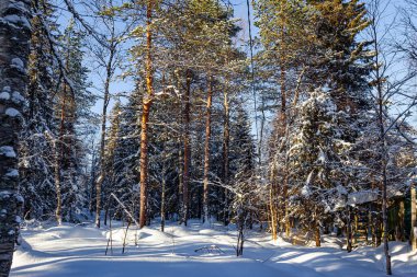Virgin pine forest covered in New Year's snow. Sunset. The kingdom of Santa Claus and the Snow Queen. Dim polar sun. Magical northern land. Lapland.