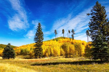  Aspen ve huş ağaçları sarardı. Büyük Kanyon 'un Kuzey Halkası. ABD. Güzel orman ve geniş otlaklar. Kuzey sonbaharı yemyeşil.