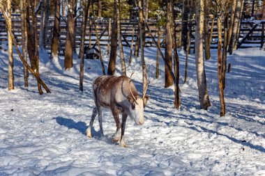 Genç ren geyiği. Kutup ormanı yeni yıl karıyla kaplı. Laponya 'da günbatımı. Sihirli kuzey toprakları. 