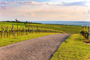 Üzüm bağları arasındaki toprak yol. Parlak renkli çiçek halıları yumuşak tepeleri kaplıyor. Güney Moravya.